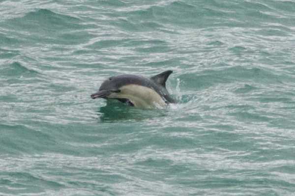 26 January 2020 - 09-08-58.
Daisy the Dartmouth Dolphin